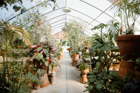 inside the greenhouse